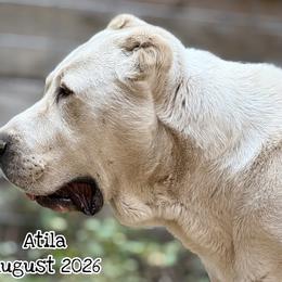Atila - Central Asian Shepherd Dog