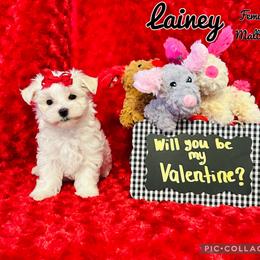 Maltese, Maltipoo, Poodle, and Yorkshire Terrier Puppies from Paw Perfect Pets