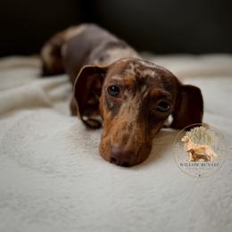 Izzy - Dapple female Dachshund puppy in Lumber City, Georgia from Willow Run LLC