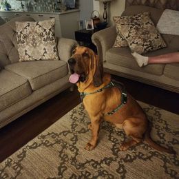 Copper - Bloodhound