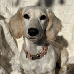 Willow - Dachshund