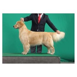 Lizzie - Golden Retriever