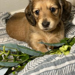 Dachshund Puppies from Long Dog Farm
