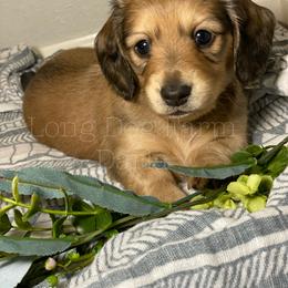 Dachshund Puppies from Long Dog Farm