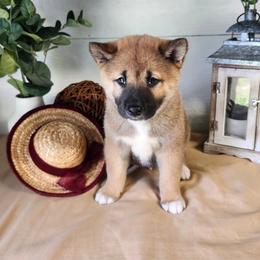 Zion - Red male Shiba Inu puppy in Illinois from Precious-Puppies