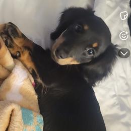 Lola - Dachshund