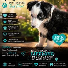 Romeo - Black & white male Miniature Australian Shepherd puppy in Dalhart, Texas from RNL Family Raised Pups