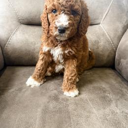 Grinch - Red  male Goldendoodle puppy in Brookville, Pennsylvania from Woodland Mountain Doodles