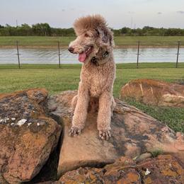 Xpresso - Poodle