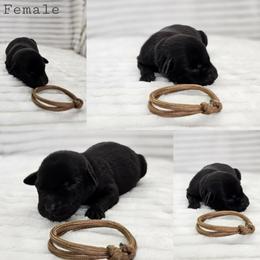 Bronze Collar - Female - Black female Labrador Retriever puppy in Boyd, Minnesota from Lindley Labradors