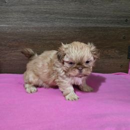 Female 1 - Liver female Shih Tzu puppy in Meadows Of Dan, Virginia from Walt’s Shih Tzus