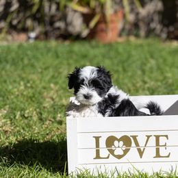 Havanese Puppies from La Brisa Havanese