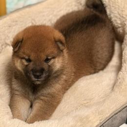 Hanabi - Red male Shiba Inu puppy in Marshall, Minnesota from Tobitatsu Shiba Inu