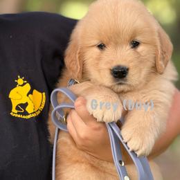 Grey - Golden male Golden Retriever puppy in Mills River, North Carolina from Appalachian Dog Training LLC
