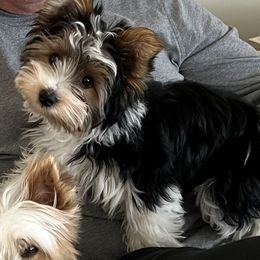 Biewer Terrier Puppies from Southern Star Biewers