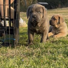 Cane Corso Puppies from Venom Cane Corsos