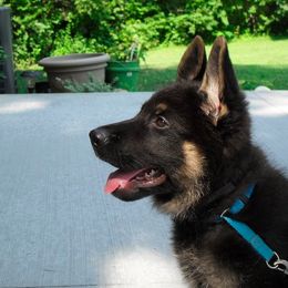 German Shepherd Puppies from Century Farms