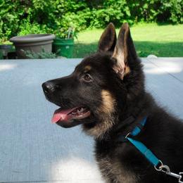 German Shepherd Puppies from Century Farms