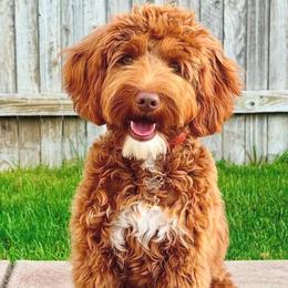 Rocket - Goldendoodle