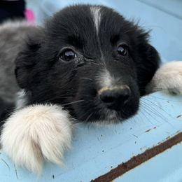 “Boo” - Black & white Australian Shepherd puppy in Yadkinville, North Carolina from Gold Leaf Farm & Kennels