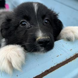“Boo” - Black & white Australian Shepherd puppy in Yadkinville, North Carolina from Gold Leaf Farm & Kennels