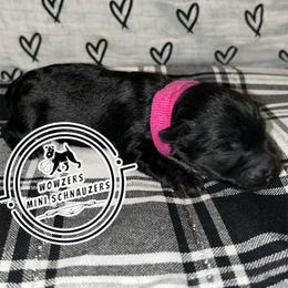 Pink Collar - Black and silver female Miniature Schnauzer puppy in Conroe, Texas from Wowzers Mini Schnauzers