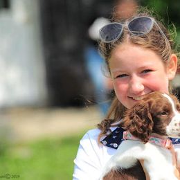 English Springer Spaniel Puppies from Southern Springers