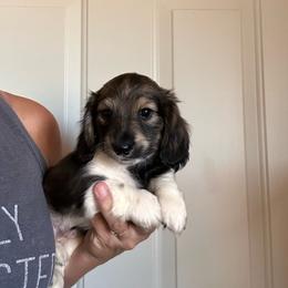 Boy 1 - Piebald male Dachshund puppy in Cheyenne, Wyoming from Great Basin Hounds
