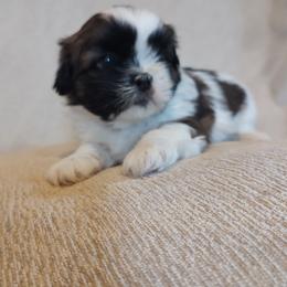 Molly - Black and white female Shih Tzu puppy in Shunk, Pennsylvania from Shaggy Shih Tzu
