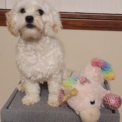 Cavaton All Grown Up from Lakeshore Cavatons