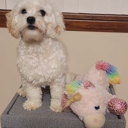 Cavaton All Grown Up from Lakeshore Cavatons