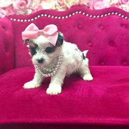 Lexus - Black & tan tri-color female Morkie puppy in Pennsauken, New Jersey from Noir Luxe Litters of NJ