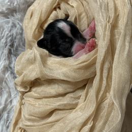 Stormy - White black and tan female Papillon puppy in Howe, Oklahoma from Southern Sweet Papillons