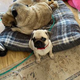 Pug Puppies from House of Briggs Pugs