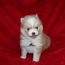 Maggie - Red and white female Pomsky puppy in Stockton, Utah from Mischa Nelson
