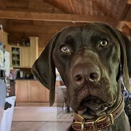 Storm - German Shorthaired Pointer