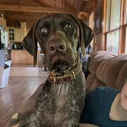 Storm - German Shorthaired Pointer