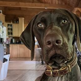 Storm - German Shorthaired Pointer