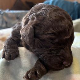 10. RED COLLAR GIRL - Chocolate female Goldendoodle puppy in Charlo, Montana from Heavenly Hilltop Farm