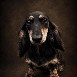 Eden - Black and cream female Dachshund puppy in Biloxi, Mississippi from Southern Doxies