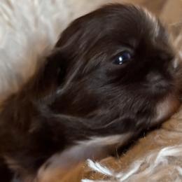 Girl 1 - Shih Tzu puppy from Mending Hearts Shih Tzu's