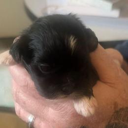 Josie - Black female Lhasa Apso puppy in Fort Worth, Texas from Cynthia's Lhasa Apsos