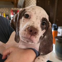 Pine - Chestnut male Braque du Bourbonnais puppy in Deer Lodge, Tennessee from Steady Wind Braque du Bourbonnais Pointers