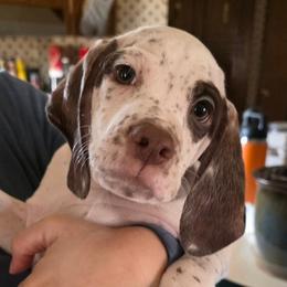 Pine - Chestnut male Braque du Bourbonnais puppy in Deer Lodge, Tennessee from Steady Wind Braque du Bourbonnais Pointers