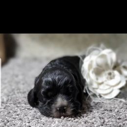 Major - Black male Cocker Spaniel puppy in Byram, Mississippi from Chloe's Cocker Spaniels