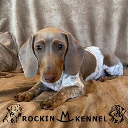 Hazel - Dachshund