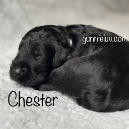Chester - Black male Schnoodle puppy in Saint Augustine, Florida from Gunnie Luv, LLC