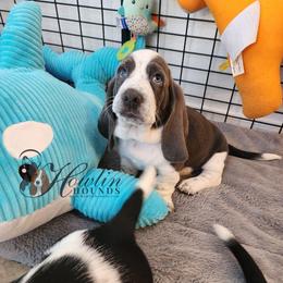 Miles Quaritch - Blue and white male Basset Hound puppy in Surprise, Arizona from Howlin Hounds