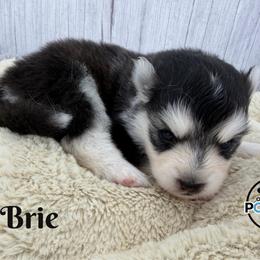 Brie - Black and white female Pomsky puppy in Eastman, Georgia from Once Upon A Pomsky