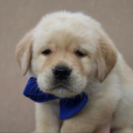 Skippy - Yellow male Labrador Retriever puppy in Ocala, Florida from Moon river Labradors
